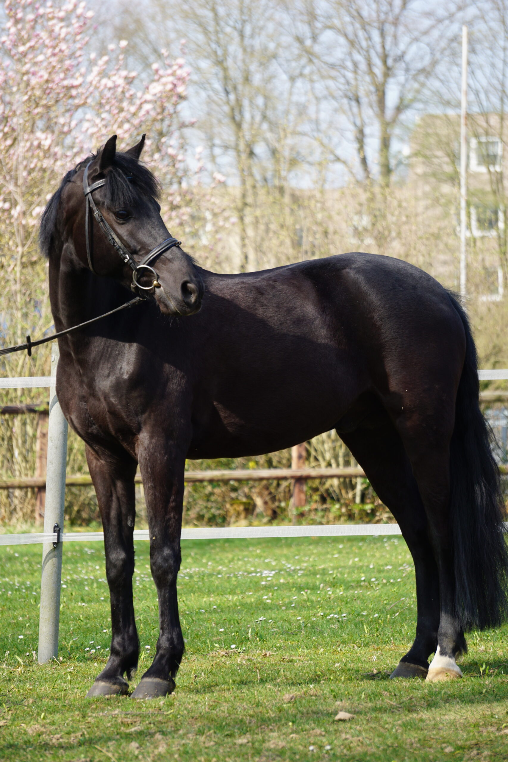 blacky2022